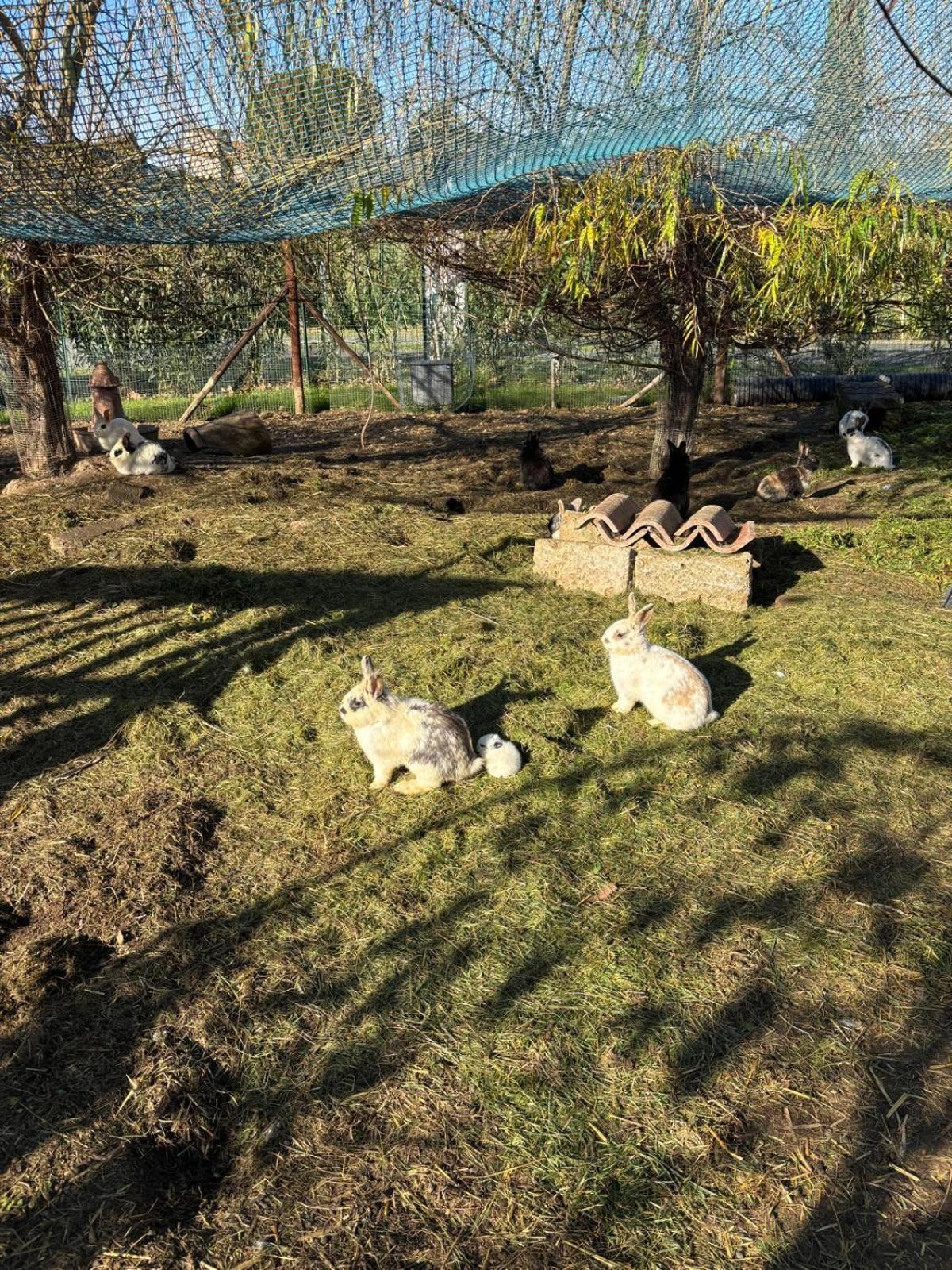 Aparthotel Fattoria Palazzeta - Pet & Family Friendly à Cecina  Extérieur photo